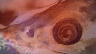 Solvent - Take Me Home