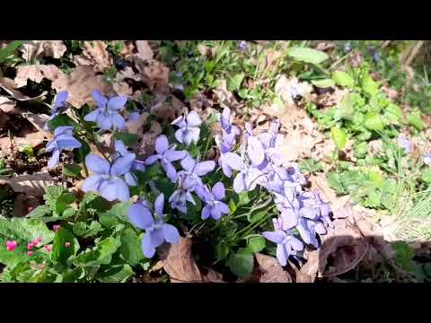 Цветение луговых трав🌿 Meadow flowers🌸