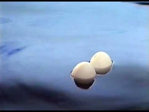 Svenska Livräddningssällskapet - Anslagstavlan: Ägg - bada aldrig ensam