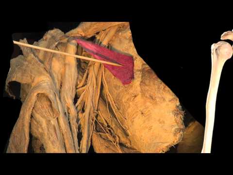 The Axilla - Anatomy Tutorial