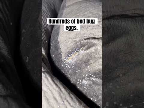 Hundreds of Bed Bug Eggs on A Couch #bedbuginfestation #bedbugs #bedbugeggs