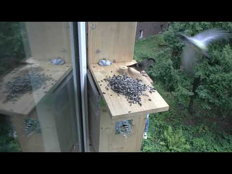 14102022 Bird life 1