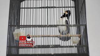 Download lagu JALAK GACOR MEMBUAT JALAK SUREN LAIN IKUT BUNYI BONGKAR ISIAN   #jalaksurengacor mp3