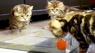 Funny Cats : Kittens playing Water polo