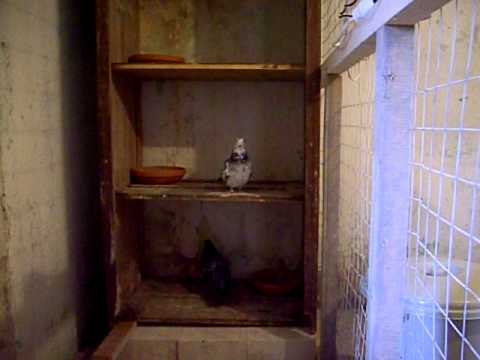 Janssen x Louis Van Loon