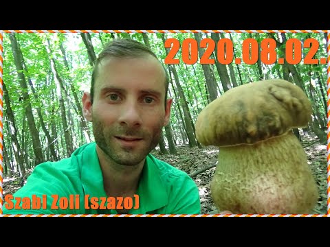 parazita rókagomba tinktúra vélemények