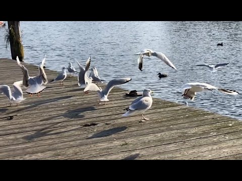 Herbsttour 2020  Cinematic Drone Shots