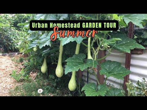 Summer Homestead Garden Tour | Heatwave Update