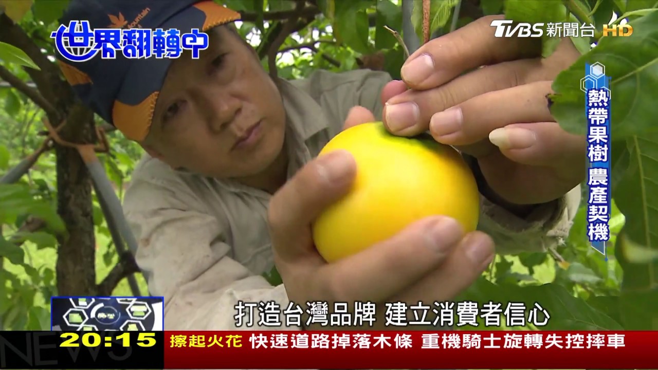 吃得到新鮮榴槤、黃金果 熱帶果樹如何在台灣落地生根?