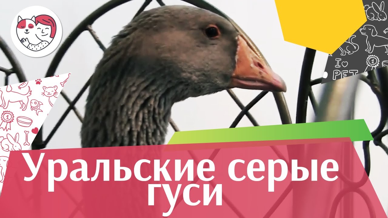 ПОРОДА ГУСЕЙ УРАЛЬСКИЕ СЕРЫЕ Агропромышленная выставка Золотая осень 2016 iLikePet