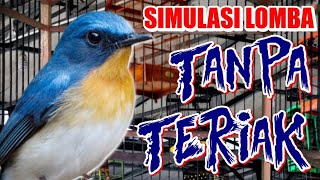 Download lagu Simulasi Lomba Tledekan Suara Jernih Tanpa Teriak - Ampuh Bikin Gacor & Tarung mp3