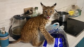 БОБКЭТ ОСВОИЛАСЬ, УЖЕ ИГРАЕТ И НАПАДАЕТ НА КОТА / Рысенок Марс проявляет характер и ругается