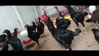 Download lagu 🇮🇩SANGO FARM TANGERANG SUASANA SIANG🇮🇩💢 mp3