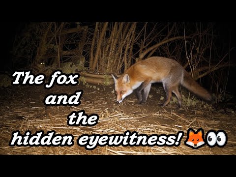 Azt hitte, egyedül van: A róka és a rejtőzködő szemtanú! 🦊👀