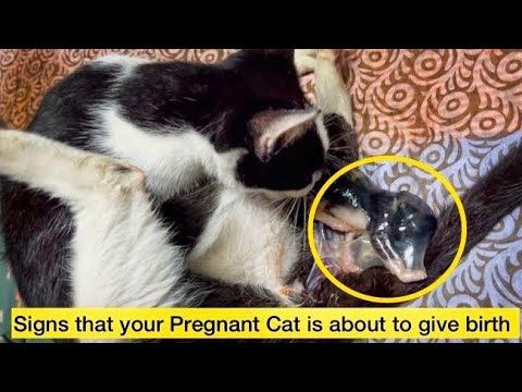 Signs your Cat Is in Labor~Cat Pre Labor Symptoms ~Pregnant cat giving birth #pregnantcat #cat