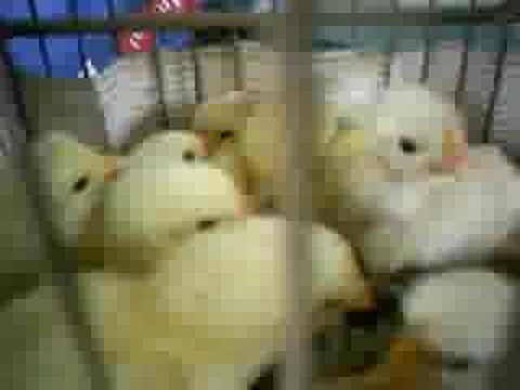 Zecarespondee’s Video 20693325822 HAIXp2-qY_Q