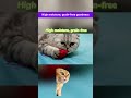 Duck Tuna Delight Your Cat S New Favorite Food
