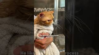 Even This Breeder Cat Got Abandoned | The Dodo