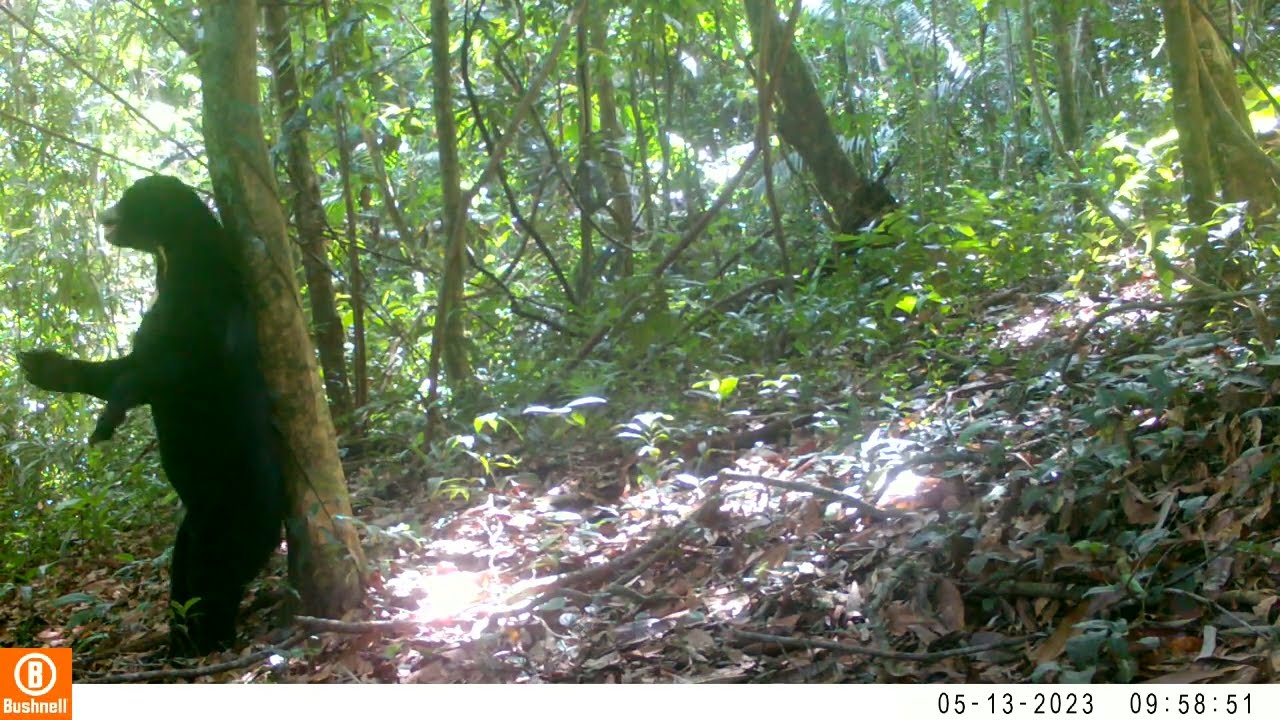 Sun Bear - YouTube