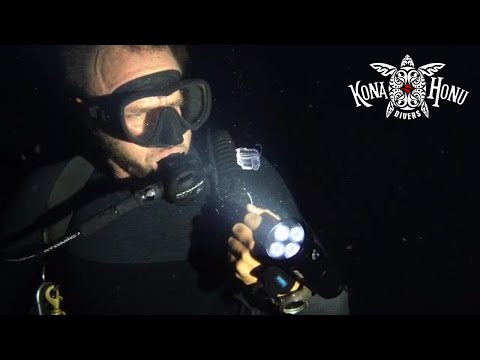 Blackwater Diving Kona, Hawaii | Kona Honu Divers | In the Night Time Pelagic Magic Happens