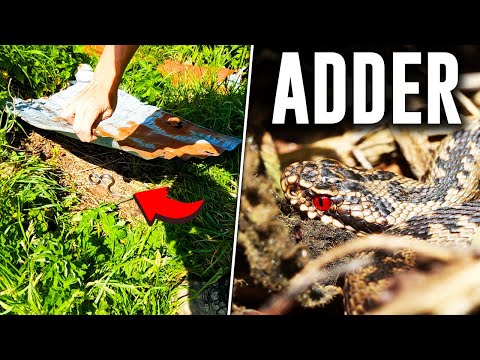 The UK Has A VENOMOUS Snake, here's how I found it