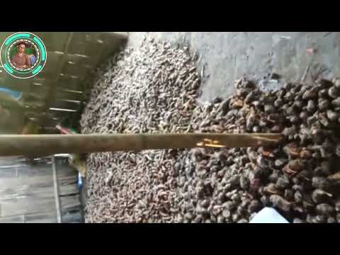 Natural black turmeric curcuma caesia kali haldi, 25 kg