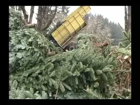 Holiday Tree Farms - Harvest