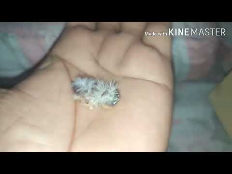 The Tiniest Bird You've Ever Seen - Zebra Finch Hatching