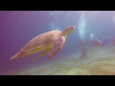 Marsa Shagri Marine life