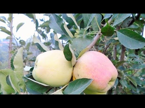 Garmi Mai bhi fal dega apple 🍎 ka yeh variety hrmn 99 apple 🍎 50°c Mai aayega fal