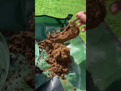 ブドウを植える プランテーション 秋の大規模な施設