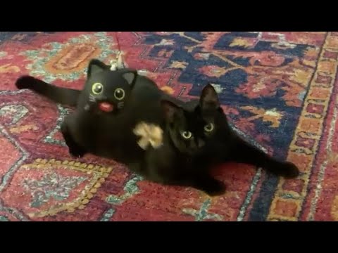 Black Cat Jibber Pet vs Nellie The Black Cat