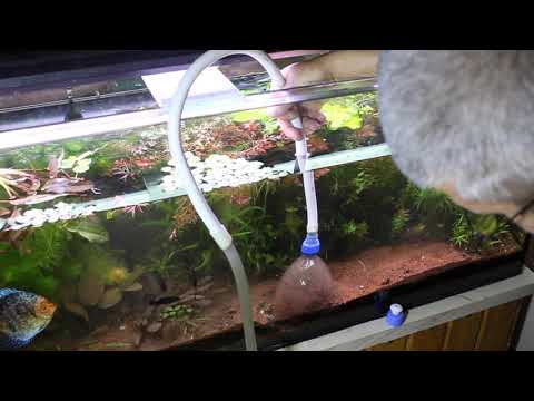 akvarium feher féreg)