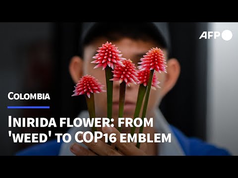 Colombia's Inirida flower: from 'weed' to COP16 emblem | AFP