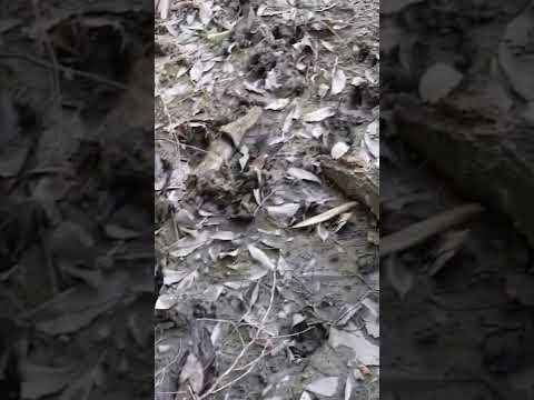 強力なイノシシ忌避剤、庭、家庭用、自然なニンニク、タマネギの臭い