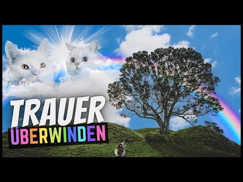 How do you cope with the loss of your beloved cat?