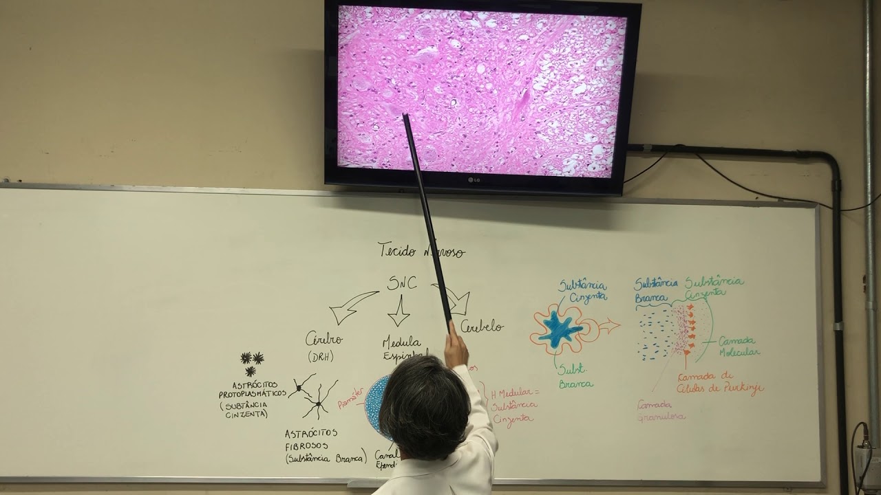 Tecido Nervoso - SNC - Medula Espinhal