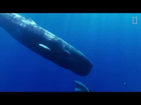 Adam Haws – Song of the Sperm Whale