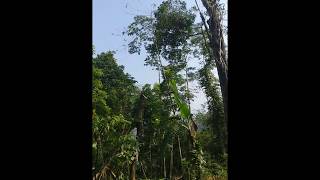 preview picture of video 'Gila... Bawa Senso ke atas pohon untuk Tebang Kayu Sonokembang Tua'