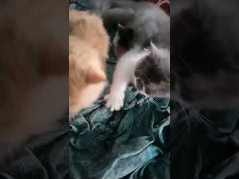 Lulu kittens pavi  stepmother kittens 😍😍 lovable pavi so cute moment  Shorts #Short@catkutty