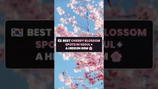 Thumbnail for Best Cherry Blossom Spots in Seoul Plus a Hidden Gem