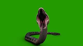Green Screen snake video  free download now