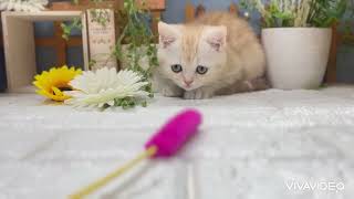 マンチカンの動画01