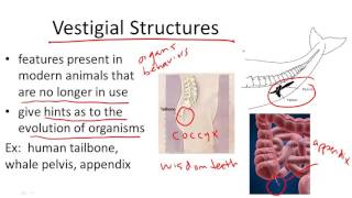 Vestigial Structures