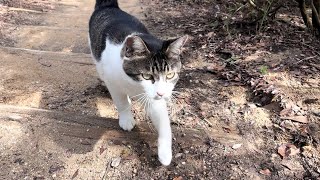 構わずにはいられなくしてる人懐っこくてかわいい猫ちゃん