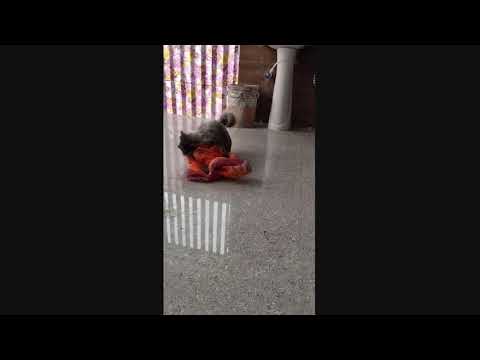 Dyna play time now#Short#Dyna#Tulika||Tulikadynavlogs