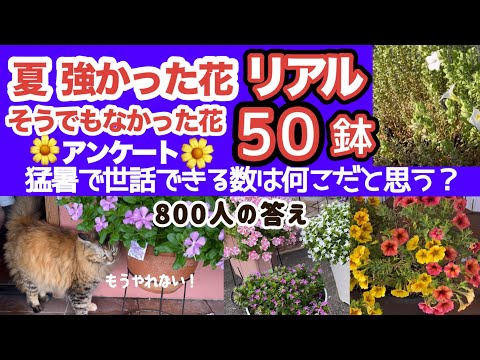 青いガラガラの花 植物