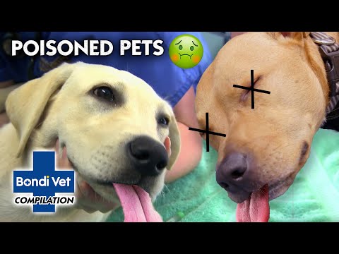 POISONED PETS!! ☠ 🐾 | Compilation | Bondi Vet