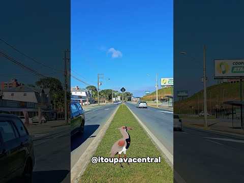 Rua Dr Pedro Zimmermann na Itoupava Central