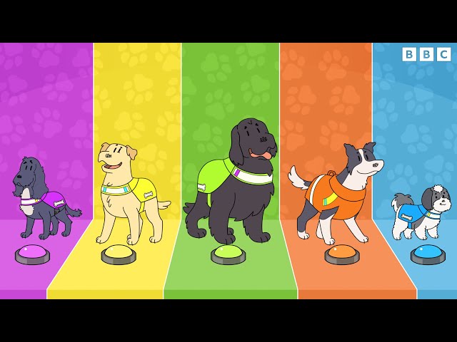 Meet the Dog Squad 🐾 | CBeebies